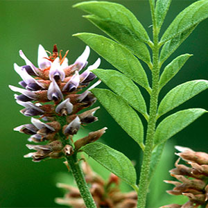 Licorice Root Extract